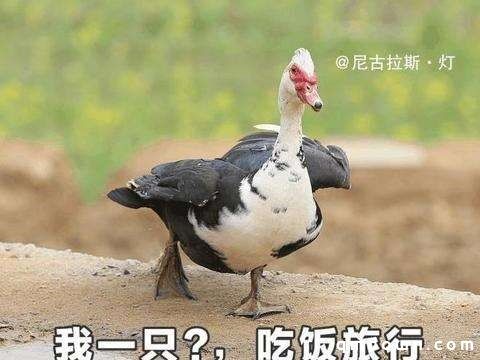 向往的生活 百闻牌里妖怪们的轻生活之味